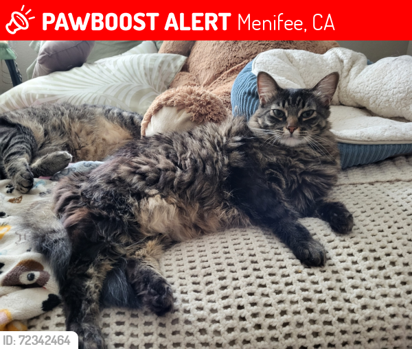 Lost Female Cat last seen Canyon hills neighborhood lake Elsinore, Lake Elsinore, CA 92532