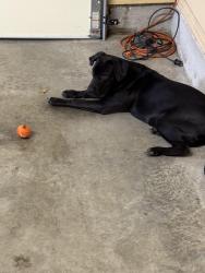 Found/Stray Male Dog last seen Pittsburgh & Dawson Road Tulsa Ok, Tulsa County, OK 74115