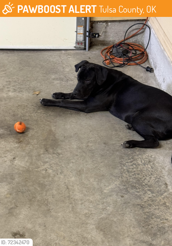Found/Stray Male Dog last seen Pittsburgh & Dawson Road Tulsa Ok, Tulsa County, OK 74115