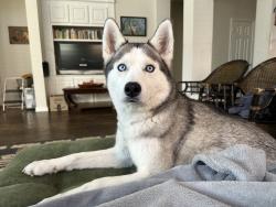 Reunited Female Dog last seen Near Belfort Dr, Frisco, TX 75035, USA, Frisco, TX 75035