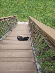 Lost Male Cat last seen Route 52 Fish , Fishkill, NY 12524