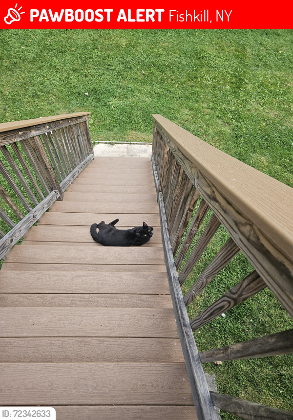Lost Male Cat last seen Route 52 Fish , Fishkill, NY 12524