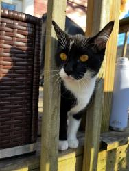 Lost Male Cat last seen Inglewood Elementary School, Nashville, TN 37216