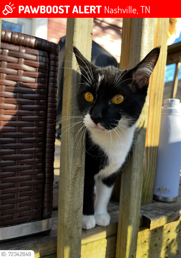 Lost Male Cat last seen Inglewood Elementary School, Nashville, TN 37216