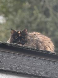 Lost Female Cat last seen Dogwood and Newport Way NW, Issaquah, WA 98027