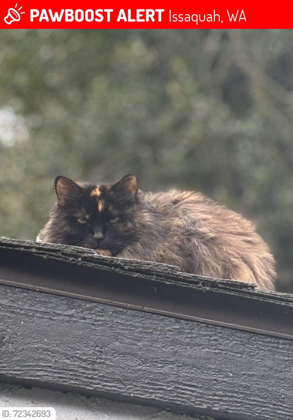 Lost Female Cat last seen Dogwood and Newport Way NW, Issaquah, WA 98027