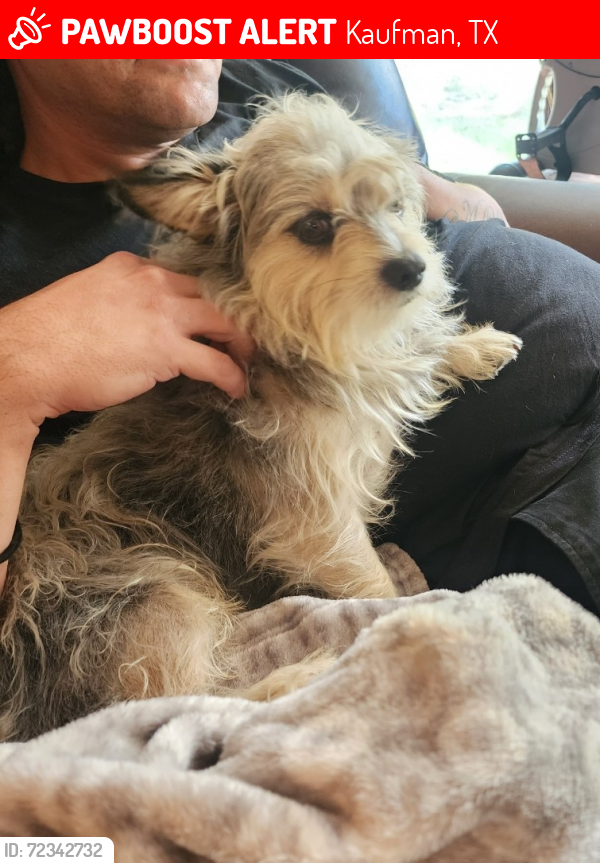 Lost Male Dog last seen Co Rd 151 and Co Rd 153 ( Old Kemp Hwy and Wilson Chapel Rd.), Kaufman, TX 75142