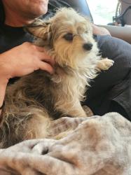 Lost Male Dog last seen Co Rd 151 and Co Rd 153 ( Old Kemp Hwy and Wilson Chapel Rd.), Kaufman, TX 75142