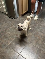 Lost Male Dog last seen Mason road and Franz, Harris County, TX 77449