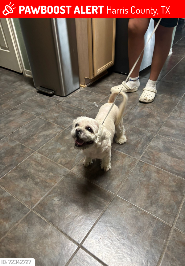 Lost Male Dog last seen Mason road and Franz, Harris County, TX 77449