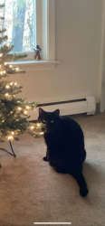Lost Male Cat last seen RT 108, South Kingstown, RI 02881