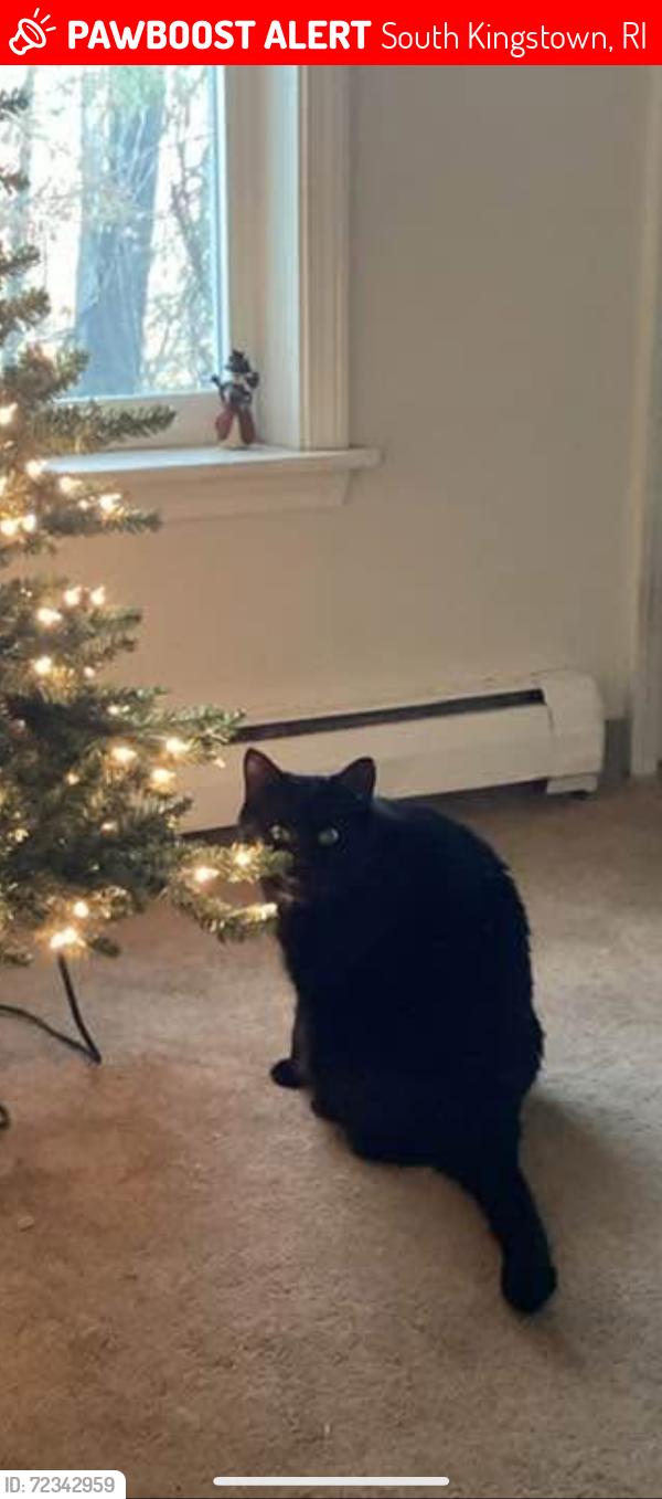 Lost Male Cat last seen RT 108, South Kingstown, RI 02881