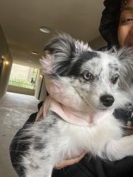 Lost Female Dog last seen Preston Oaks and Noel Rd, Dallas, TX 75254