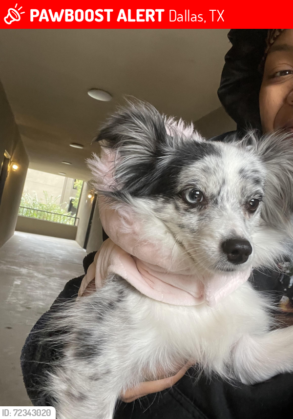 Lost Female Dog last seen Preston Oaks and Noel Rd, Dallas, TX 75254
