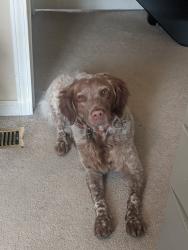 Lost Female Dog last seen Near I-35 overpass at Ohio road and Sand Creek rd, Ottawa, KS 66067