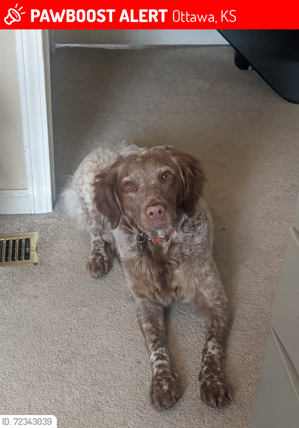 Lost Female Dog last seen Near I-35 overpass at Ohio road and Sand Creek rd, Ottawa, KS 66067