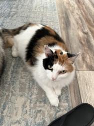 Lost Female Cat last seen Burns and flotilla club drive , Satellite Beach, FL 32937