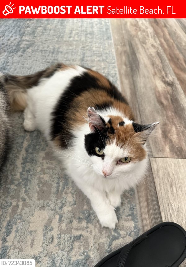 Lost Female Cat last seen Burns and flotilla club drive , Satellite Beach, FL 32937