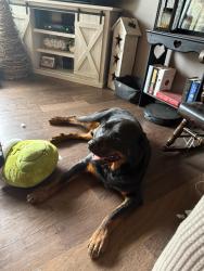 Lost Male Dog last seen Trace or South Big Run / Boyd County across from Flying J’s, Ashland, KY 41102