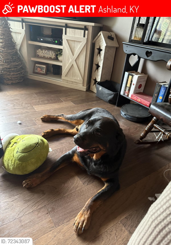 Lost Male Dog last seen Trace or South Big Run / Boyd County across from Flying J’s, Ashland, KY 41102