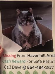 Lost Female Cat last seen Havenhill area, Greenville, SC 29605