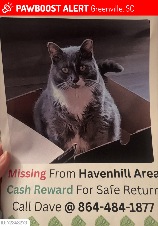 Lost Female Cat last seen Havenhill area, Greenville, SC 29605