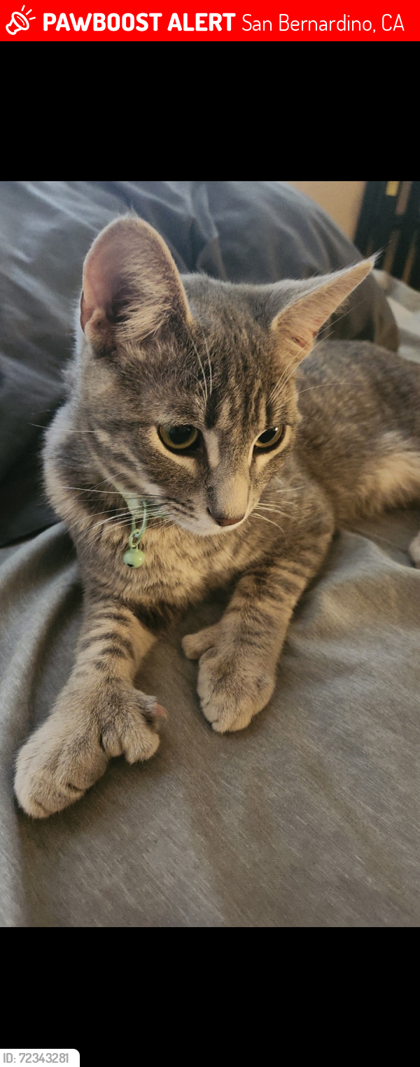 Lost Male Cat last seen University and varsity , San Bernardino, CA 92407