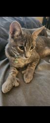 Lost Male Cat last seen University and varsity , San Bernardino, CA 92407