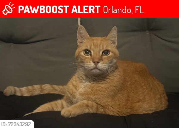 Lost Male Cat last seen Wetherbee, Orlando, FL 32837