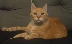 Lost Male Cat last seen Wetherbee, Orlando, FL 32837