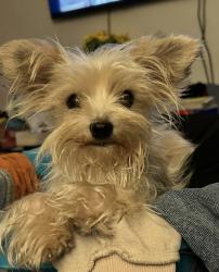 Lost Female Dog last seen Pasadena blvd and wayne, Pasadena, TX 77502