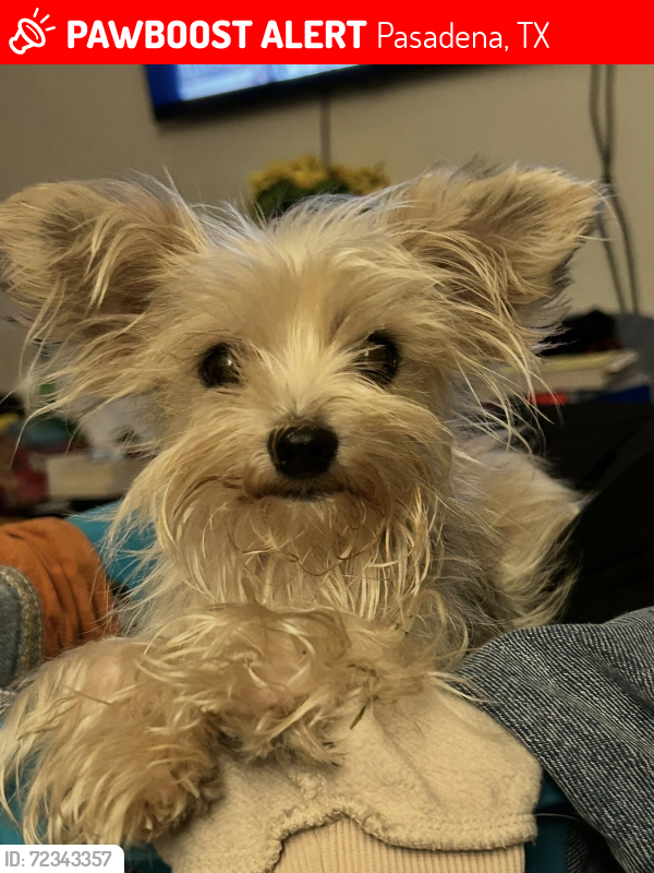 Lost Female Dog last seen Pasadena blvd and wayne, Pasadena, TX 77502