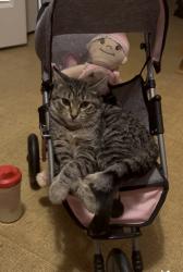 Lost Female Cat last seen Manor Crest & Trail side, Canal Winchester, OH 43110