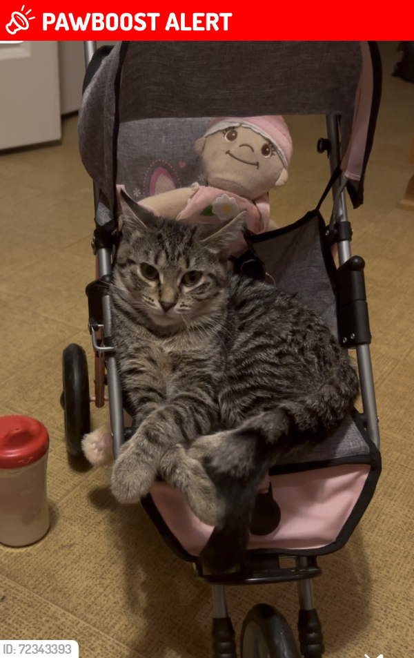 Lost Female Cat last seen Manor Crest & Trail side, Canal Winchester, OH 43110