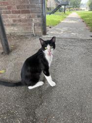 Lost Male Cat last seen Yale and Rosamond , Houston, TX 77076