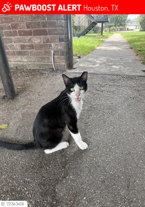 Lost Male Cat last seen Yale and Rosamond , Houston, TX 77076