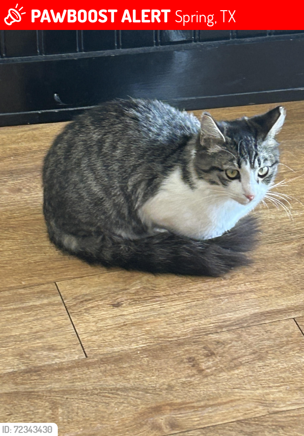 Lost Male Cat last seen Shadow valley and louetta, Spring, TX 77379