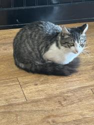 Lost Male Cat last seen Shadow valley and louetta, Spring, TX 77379