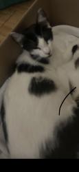 Lost Female Cat last seen Shadow valley, Harris County, TX 77379