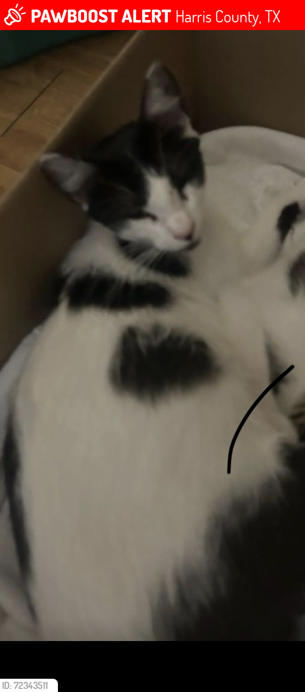 Lost Female Cat last seen Shadow valley, Harris County, TX 77379
