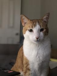 Lost Male Cat last seen Elliot and 55th Ave in the Legacy at Hudson community. , Phoenix, AZ 85339