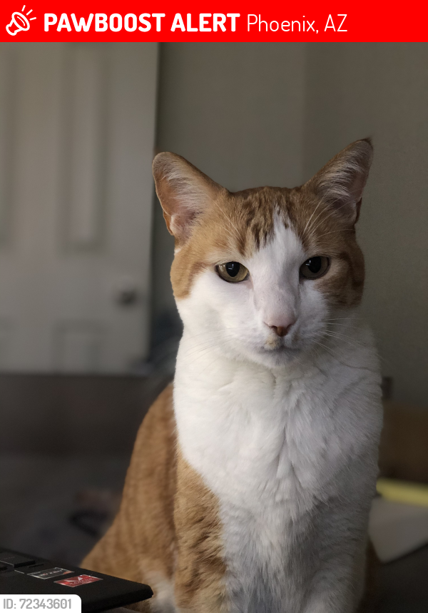 Lost Male Cat last seen Elliot and 55th Ave in the Legacy at Hudson community. , Phoenix, AZ 85339