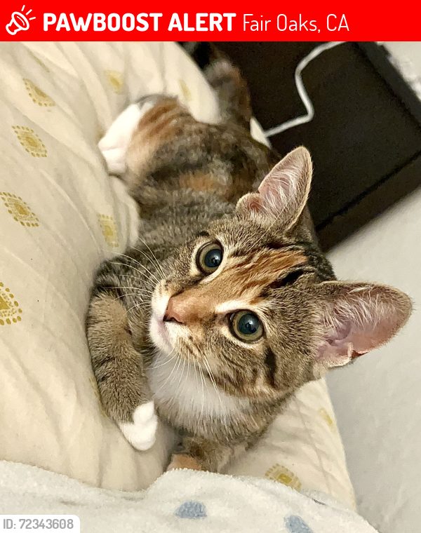 Lost Female Cat last seen Hill street , Fair Oaks, CA 95628
