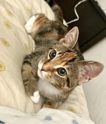 Lost Female Cat last seen Hill street , Fair Oaks, CA 95628