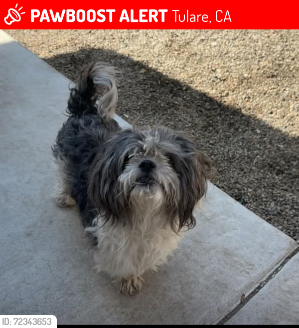 Lost Male Dog last seen Sacramento st, Tulare, CA 93274
