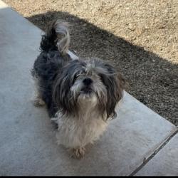 Lost Male Dog last seen Sacramento st, Tulare, CA 93274