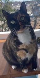 Lost Female Cat last seen Gateway apmts , Pender County, NC 28445