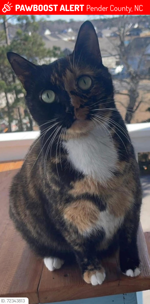 Lost Female Cat last seen Gateway apmts , Pender County, NC 28445