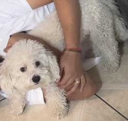 Lost Male Dog last seen 69th Ave & Sheila Ln, Phoenix, AZ 85033