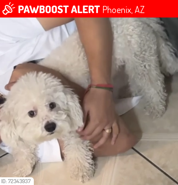 Lost Male Dog last seen 69th Ave & Sheila Ln, Phoenix, AZ 85033